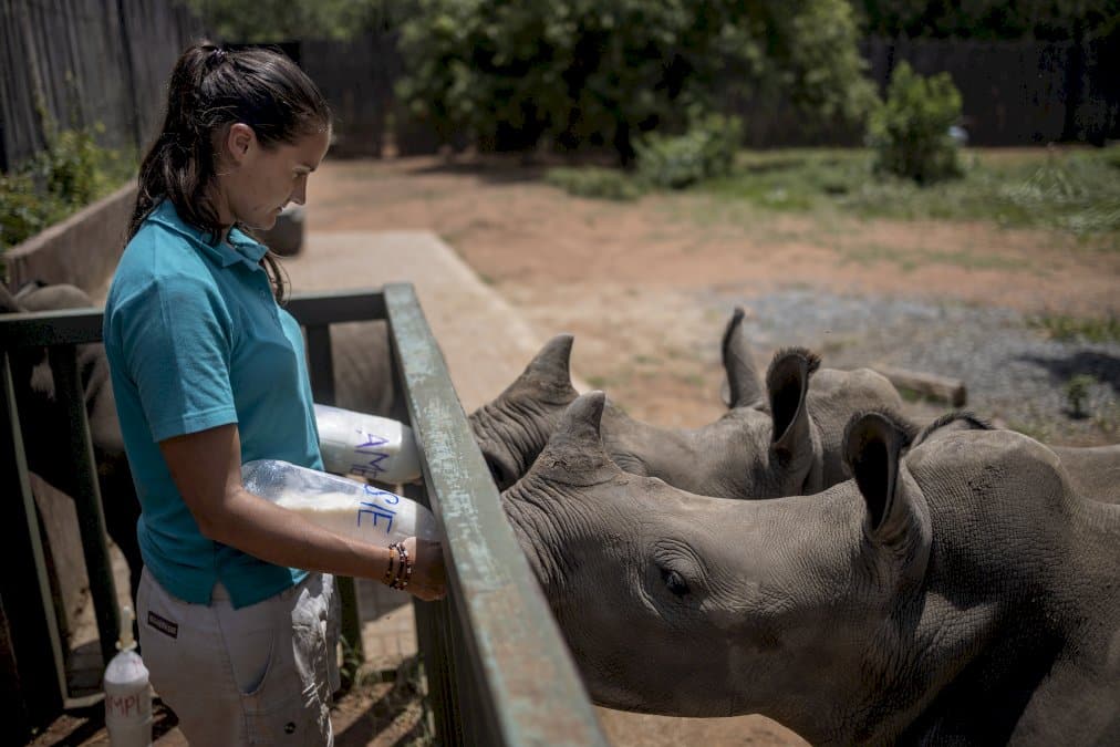 afrique-du-sud:-requinquer-les-bebes-rhinos