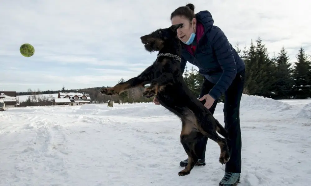 les-tcheques-preparent-les-chiens-pour-combattre-le-covid-19