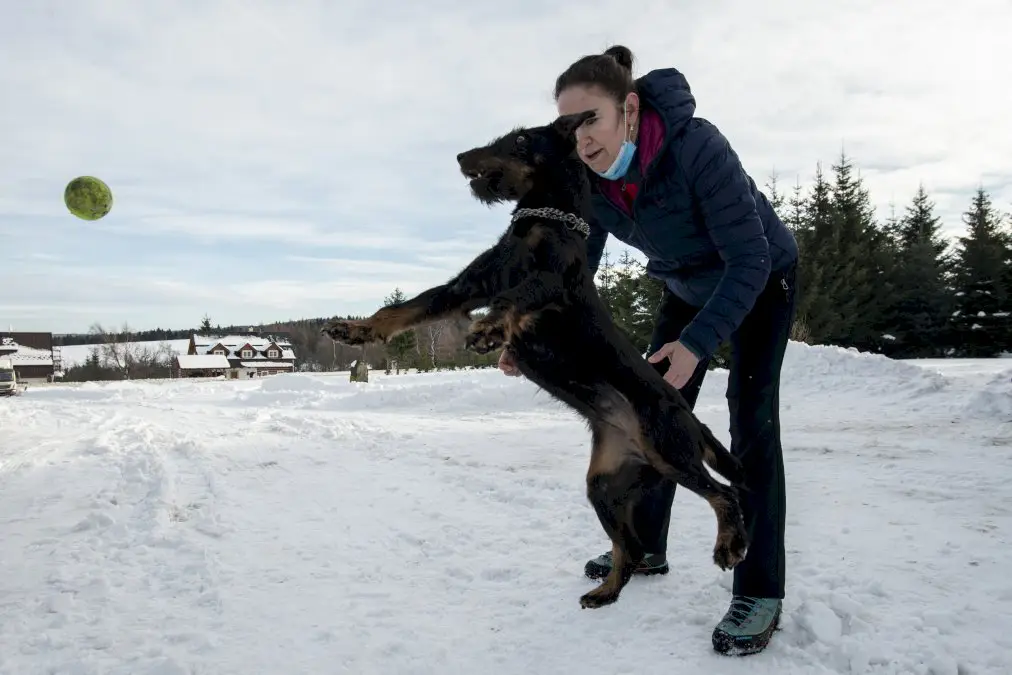 les-tcheques-preparent-les-chiens-pour-combattre-le-covid-19