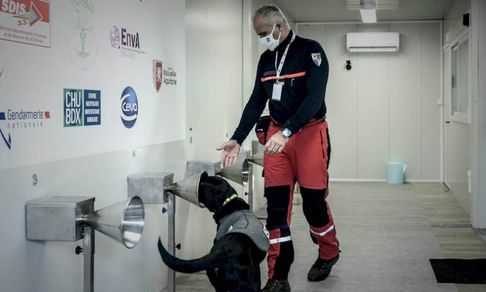 des-chiens-formes-pour-traquer-le-covid-avec-la-sueur-humaine