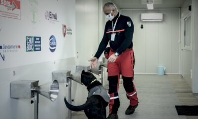 des-chiens-formes-pour-traquer-le-covid-avec-la-sueur-humaine