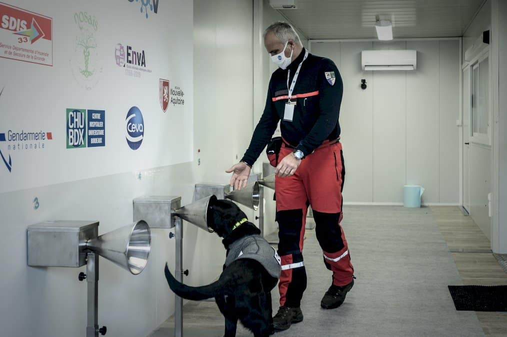 des-chiens-formes-pour-traquer-le-covid-avec-la-sueur-humaine