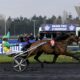 prix-d&rsquo;amerique:-18-trotteurs-en-quete-d&rsquo;un-titre-de-champion-du-monde