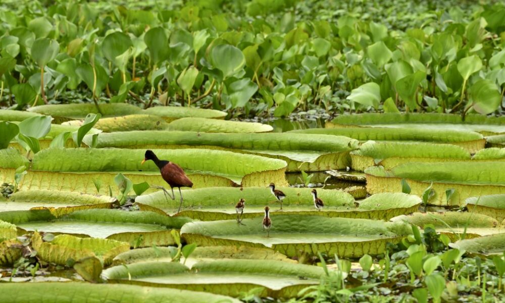 paraguay:-apres-la-pluie,-les-nenuphars-geants