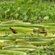 paraguay:-apres-la-pluie,-les-nenuphars-geants