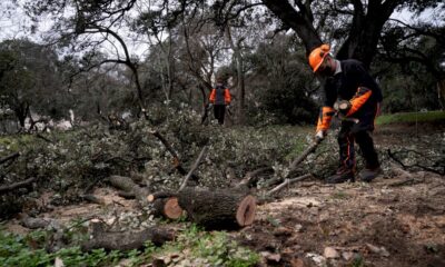 madrid-face-au-probleme-environnemental-de-ses-arbres-devastes-par-la-neige