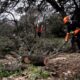 madrid-face-au-probleme-environnemental-de-ses-arbres-devastes-par-la-neige