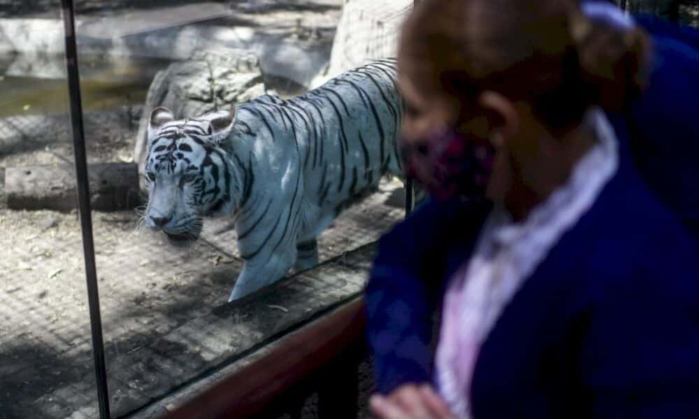 virus:-le-ton-monte-sur-les-vaccins,-500-millions-de-doses-administrees-dans-le-monde