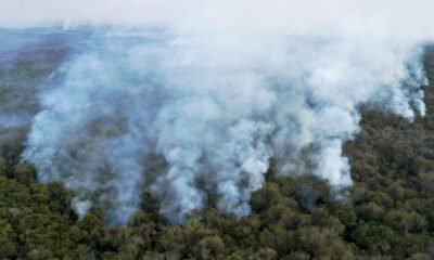 forte-hausse-de-la-destruction-de-la-foret-vierge-tropicale-en-2020