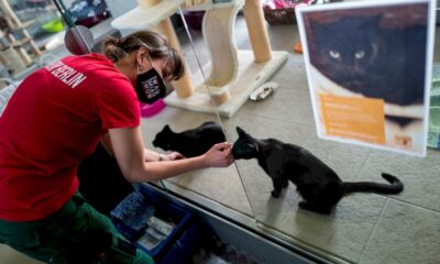 de-la-compagnie-pour-la-pandemie-:-ruee-des-allemands-sur-les-animaux-domestiques