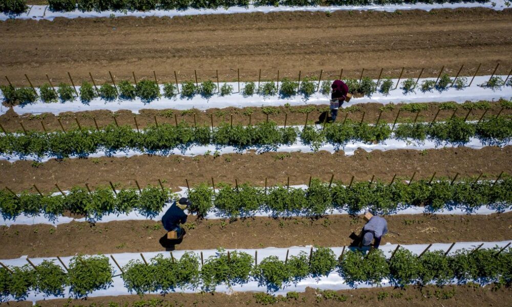 avec-la-pandemie,-porto-rico-confronte-a-un-manque-crucial-de-main-d&rsquo;oeuvre