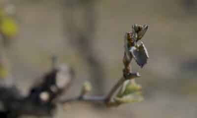 « gueule-de-bois »-des-agriculteurs-francais-devant-un-gel-« historique »