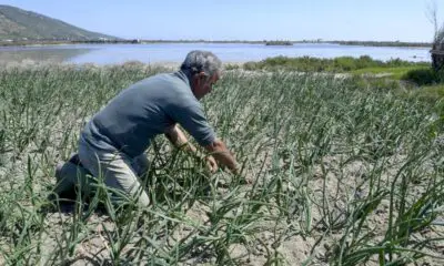 pour-contrer-la-penurie-d’eau-en-tunisie,-un-systeme-unique-de-culture-sur-sable