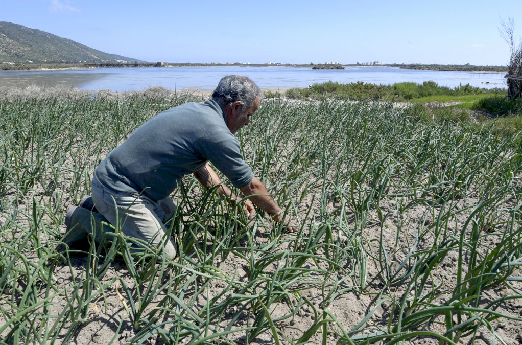 pour-contrer-la-penurie-d&rsquo;eau-en-tunisie,-un-systeme-unique-de-culture-sur-sable