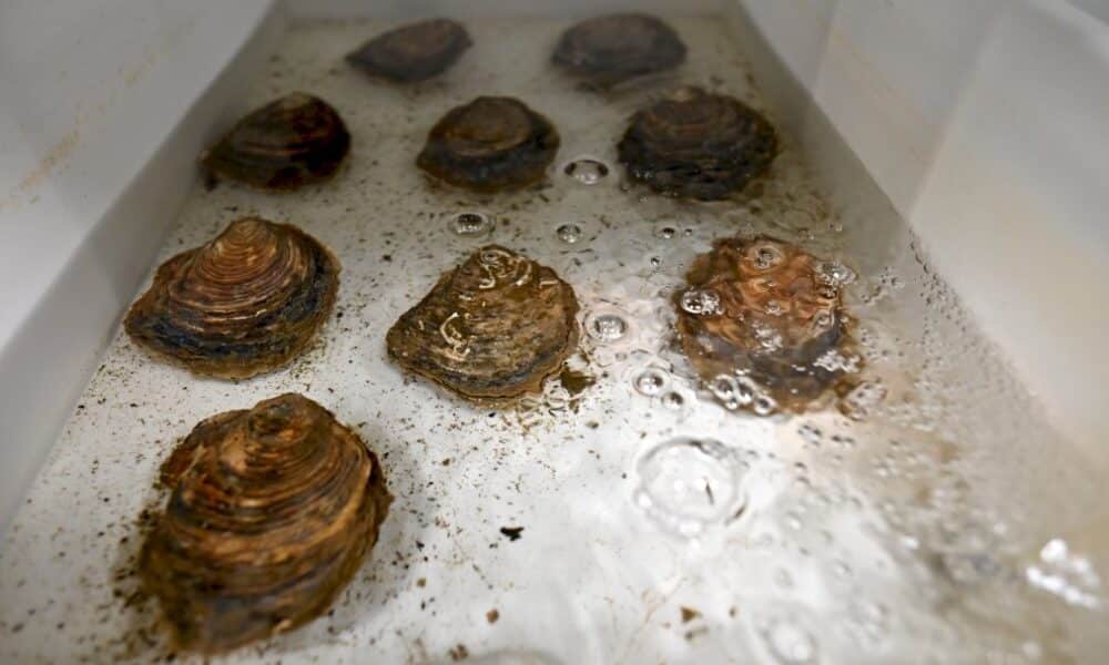a-portsmouth,-une-ecloserie-reintroduit-l&rsquo;huitre-locale-pour-sauver-la-biodiversite