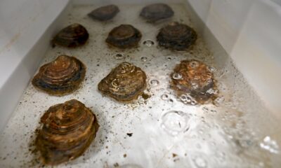 a-portsmouth,-une-ecloserie-reintroduit-l&rsquo;huitre-locale-pour-sauver-la-biodiversite