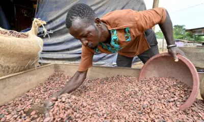 a-m’brimbo-en-cote-d’ivoire,-le-succes-du-cacao-bio,-meilleur-et-plus-rentable