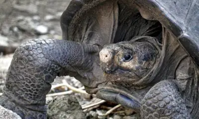 la-tortue-geante-decouverte-aux-galapagos-appartient-bien-a-une-espece-declaree-eteinte