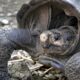 la-tortue-geante-decouverte-aux-galapagos-appartient-bien-a-une-espece-declaree-eteinte