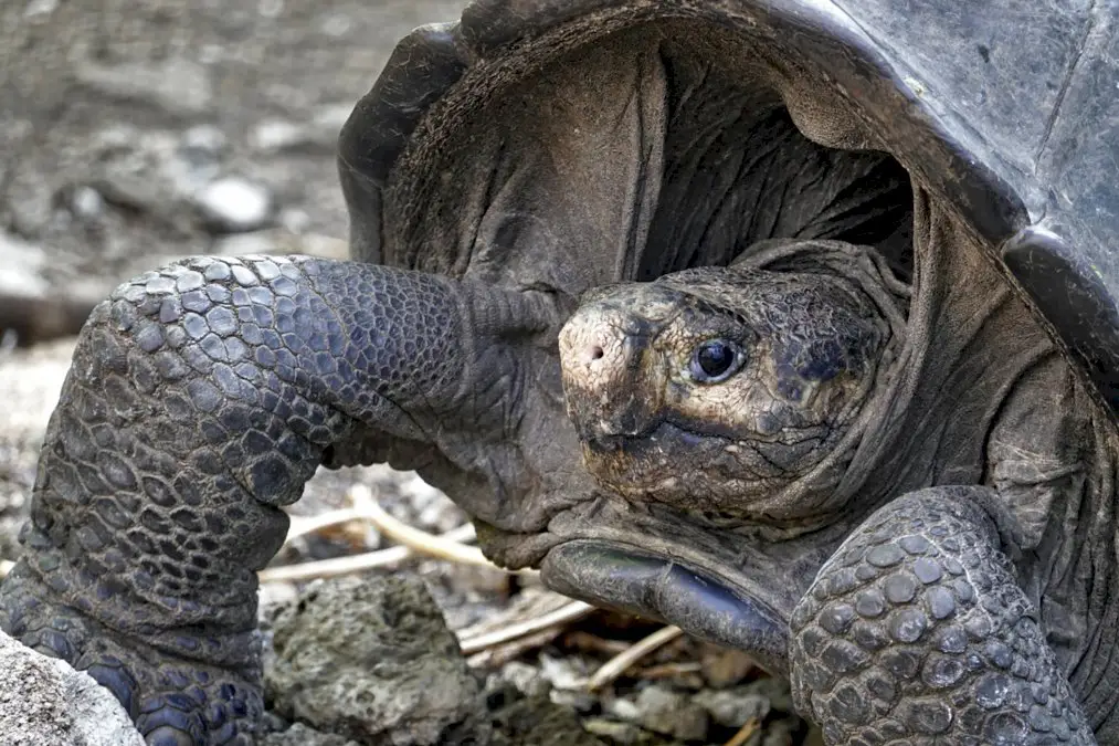 la-tortue-geante-decouverte-aux-galapagos-appartient-bien-a-une-espece-declaree-eteinte