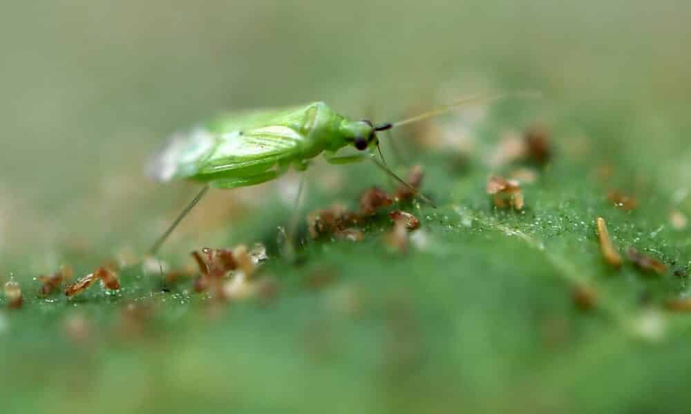 une-pouponniere-de-millions-d&rsquo;insectes-pour-proteger-les-tomates