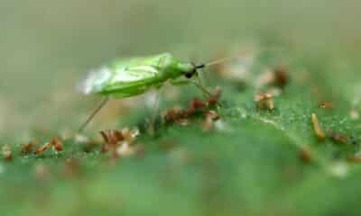 une-pouponniere-de-millions-d&rsquo;insectes-pour-proteger-les-tomates