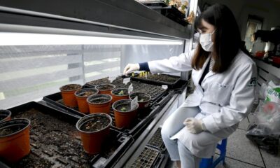 en-coree-du-sud,-l&rsquo;abri-de-la-derniere-chance-pour-les-fleurs-sauvages