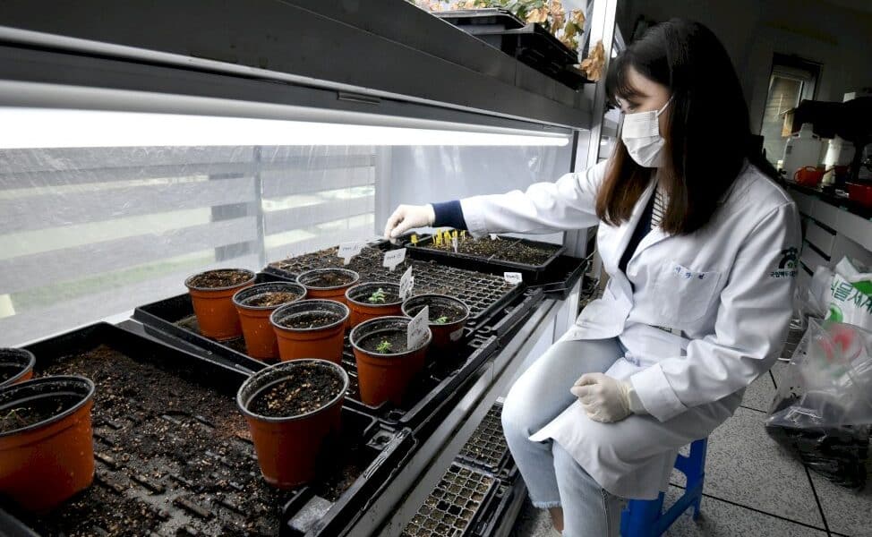 en-coree-du-sud,-l&rsquo;abri-de-la-derniere-chance-pour-les-fleurs-sauvages