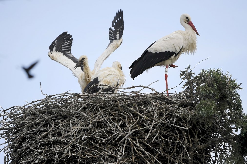 en-alsace,-les-cigognes-plus-nombreuses-que-jamais