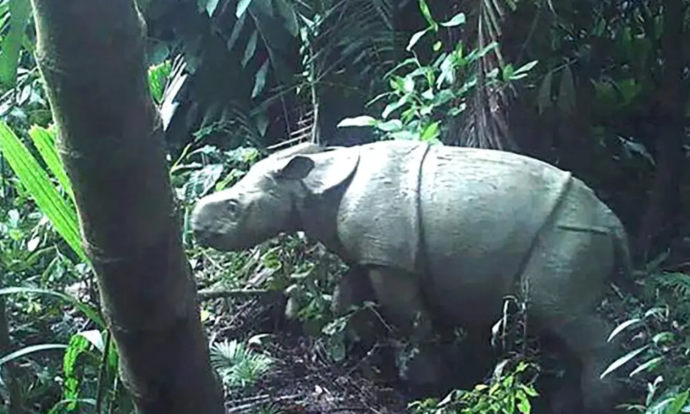 deux-petits-rhinoceros-de-java-reperes-dans-un-parc-naturel-d’indonesie