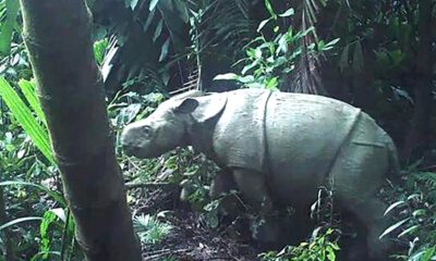 deux-petits-rhinoceros-de-java-reperes-dans-un-parc-naturel-d&rsquo;indonesie