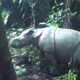 deux-petits-rhinoceros-de-java-reperes-dans-un-parc-naturel-d&rsquo;indonesie