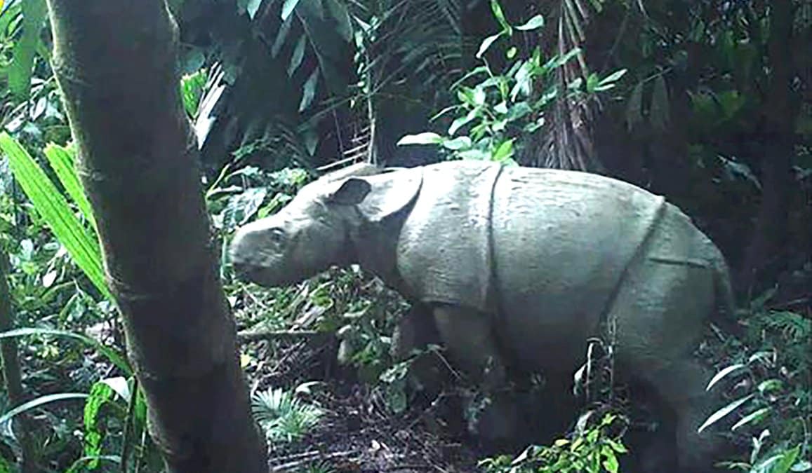 deux-petits-rhinoceros-de-java-reperes-dans-un-parc-naturel-d&rsquo;indonesie