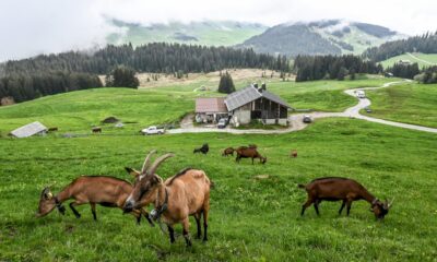 dans-les-alpes,-les-canons-a-neige-de-la-discorde