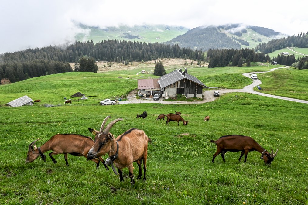 dans-les-alpes,-les-canons-a-neige-de-la-discorde