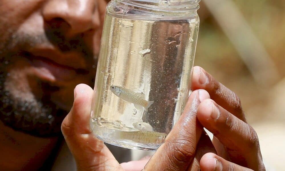la-jordanie-vole-au-secours-de-ses-dernieres-« carpes-de-la-mer-morte »