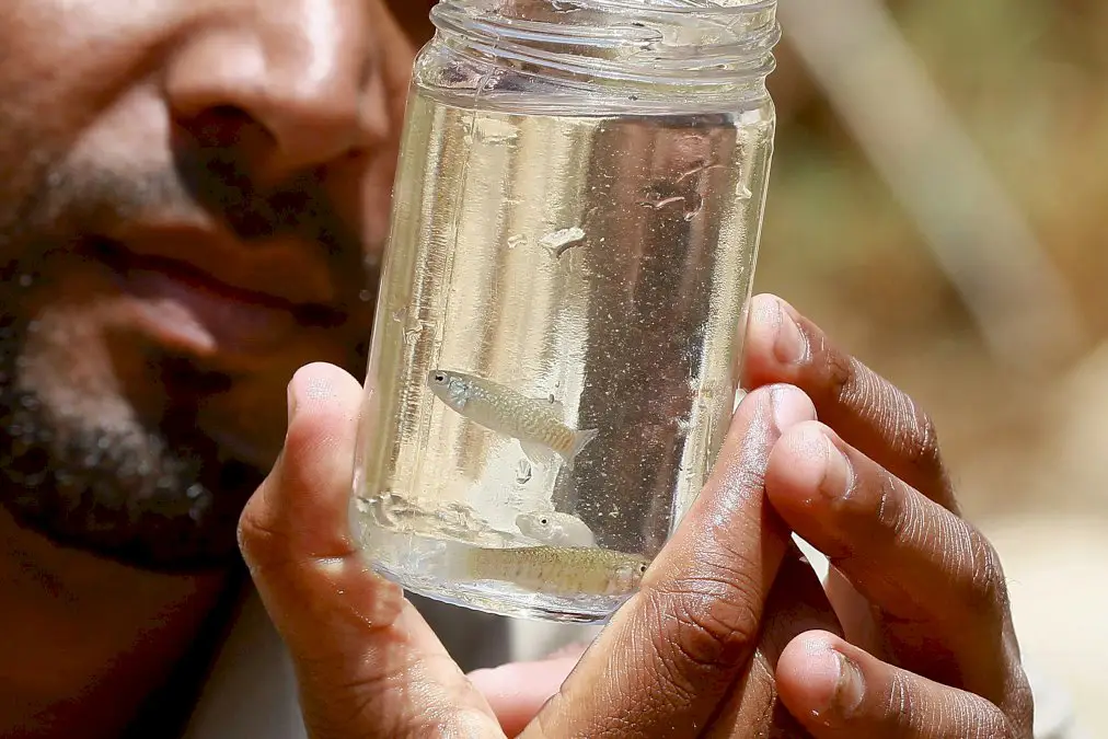 la-jordanie-vole-au-secours-de-ses-dernieres-« carpes-de-la-mer-morte »