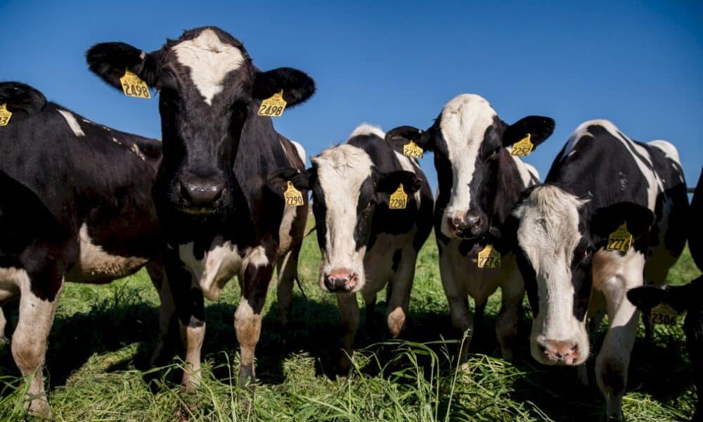 los-angeles:-une-vache-graciee-apres-son-evasion-d&rsquo;un-abattoir