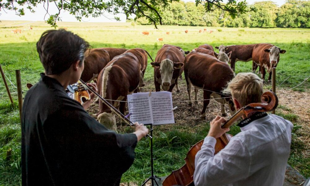 au-danemark,-concertos-pour-vaches