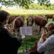 au-danemark,-concertos-pour-vaches