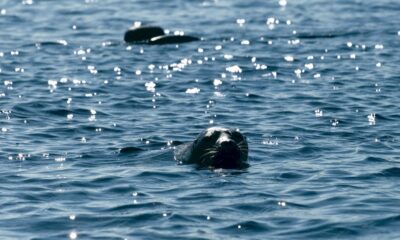 en-finlande,-la-bataille-pour-sauver-les-phoques-les-plus-menaces-au-monde