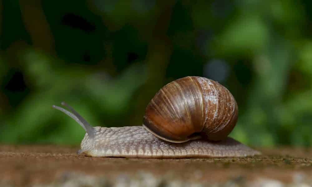 escargots,-moules-d&rsquo;eau-douce…-inquietude-pour-les-mollusques-non-marins-metropolitains