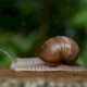 escargots,-moules-d&rsquo;eau-douce…-inquietude-pour-les-mollusques-non-marins-metropolitains