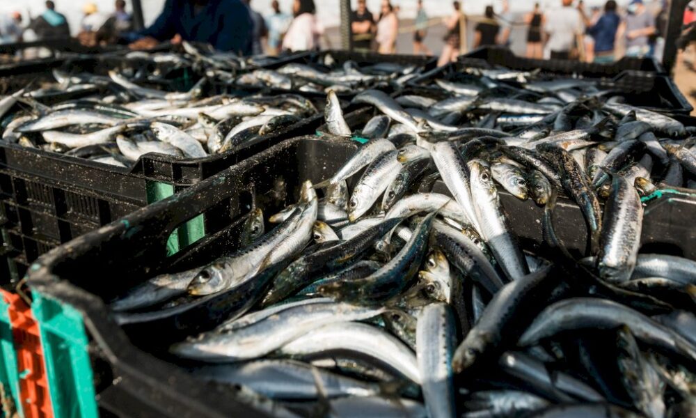 fascinante-course-de-sardines-au-large-de-l’ocean-indien