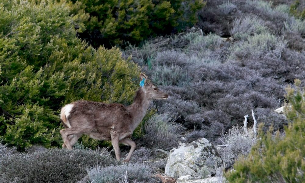 la-faune-sauvage-sous-la-menace-des-incendies