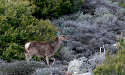 la-faune-sauvage-sous-la-menace-des-incendies