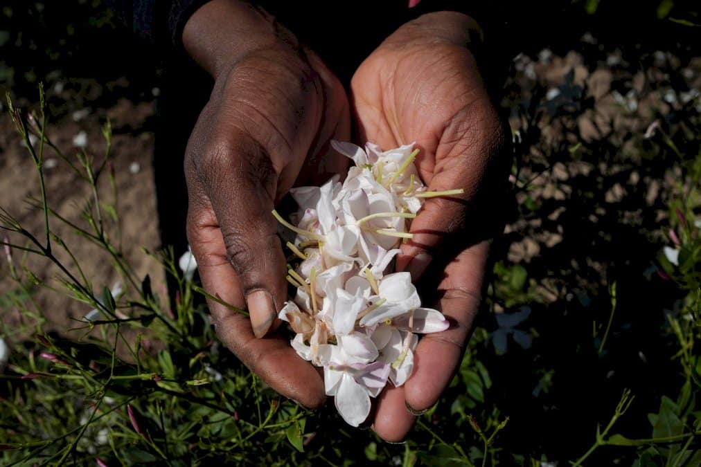 a-grasse,-la-recolte-du-jasmin-bat-son-plein-pour-les-100-ans-du-chanel-n°5