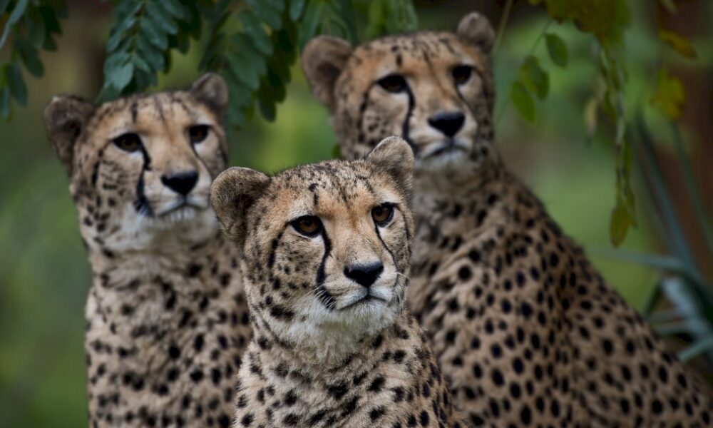 uicn:-pour-les-lions-et-guepards,-une-« liste-rouge »-pas-si-protectrice