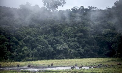 evaluer-et-financer-le-stockage-de-co2:-la-foret-gabonaise-en-exemple