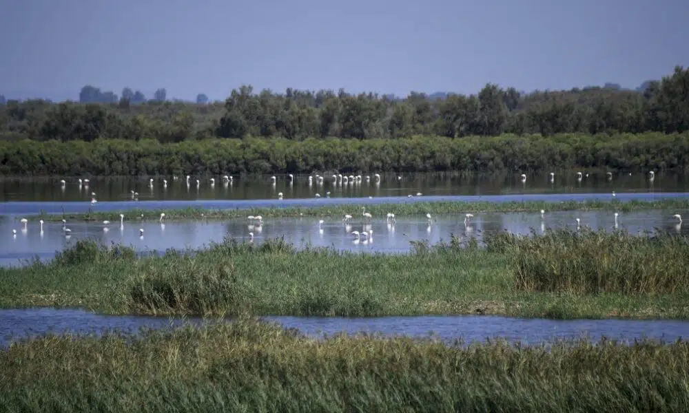 au-coeur-de-la-camargue,-un-laboratoire-de-meilleures-pratiques-entre-la-nature-et-l’homme